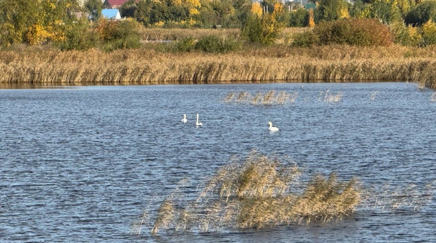 Омич показал наглядный пример внучке, спасая лебедя Омич показал наглядный пример внучке, спасая лебедя