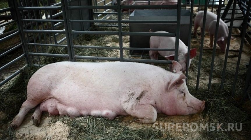 Общество В районе Омской области нашли опасную болезнь свиней