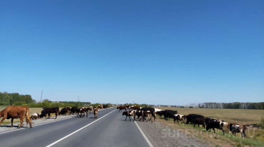 Крупному омскому скотоводческому хозяйству заблокировали счета Крупному омскому скотоводческому хозяйству заблокировали счета