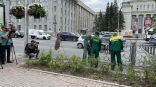 В Новосибирске заменяют металлические ограды кустарниками