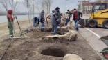 Мэр Омска Шелест сообщил о высадке кленов на будущей Аллее олимпийских чемпионов