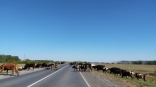 Омского агрария отметили на федеральном уровне Омского агрария отметили на федеральном уровне