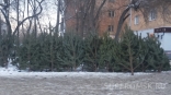 Новогодние сосны в Омской области станут дороже Новогодние сосны в Омской области станут дороже