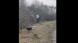 В Омске спасают пса, брошенного в завязанном мешке на обочине дороги В Омске спасают пса, брошенного в завязанном мешке на обочине дороги