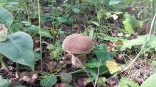 У села в Омской области медведица погналась за машиной с грибниками У села в Омской области медведица погналась за машиной с грибниками