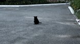 Кошка напала на омичку с ребенком в Амуре Кошка напала на омичку с ребенком в Амуре