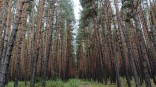 Какой будет погода в Омске в последние пару недель? Какой будет погода в Омске в последние пару недель?