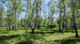 В Омской области в разгар лета стало меньше пропадать людей