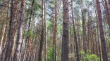 Омич наткнулся в лесу на редкий гриб, разрушающий деревья Омич наткнулся в лесу на редкий гриб, разрушающий деревья