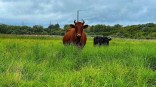 В побочных продуктах животноводства омских производителей находят недопустимые бактерии В побочных продуктах животноводства омских производителей находят недопустимые бактерии