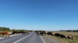 Омского агрогиганта банкротят со второй попытки Омского агрогиганта банкротят со второй попытки