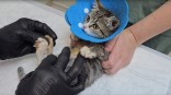 «Ее съедали заживо»: в Омске спасают кошку Майли, которую ошпарили кипятком и бросили умирать «Ее съедали заживо»: в Омске спасают кошку Майли, которую ошпарили кипятком и бросили умирать