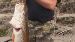 Омский рыбак поймал в Иртыше огромную 20-летнюю щуку Омский рыбак поймал в Иртыше огромную 20-летнюю щуку