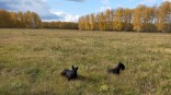 Потеплеет до +29 °С: на Омскую область передали невероятное бабье лето Потеплеет до +29 °С: на Омскую область передали невероятное бабье лето