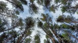 Омские медведи свободно разгуливают по деревне
