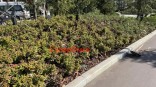 Саженцы в Омской крепости поштучно спасают сигнальной лентой Саженцы в Омской крепости поштучно спасают сигнальной лентой