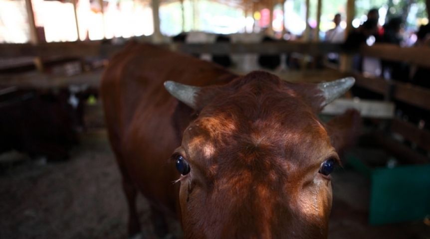 Иллюстрация к материалу Иллюстрация к материалу