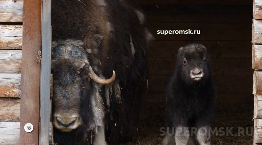 Иллюстрация к материалу Иллюстрация к материалу