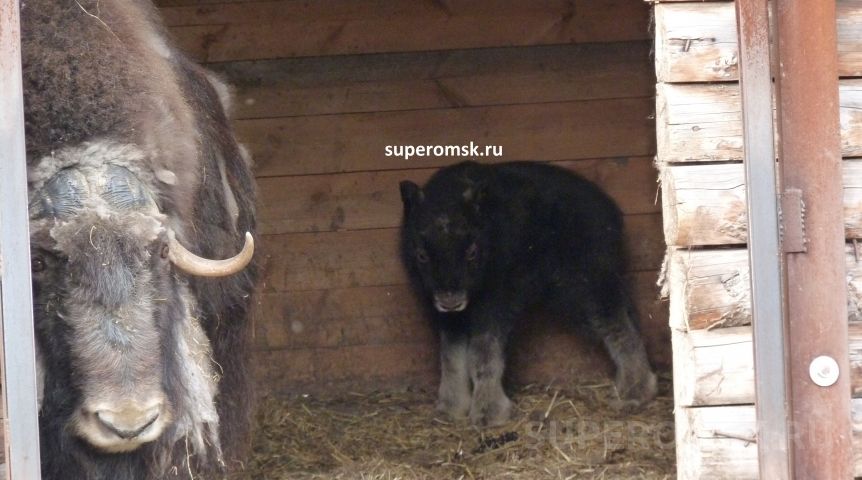 Иллюстрация к материалу Иллюстрация к материалу