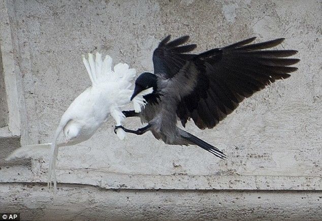 Папских голубей мира атаковали чайка и ворона Папских голубей мира атаковали чайка и ворона