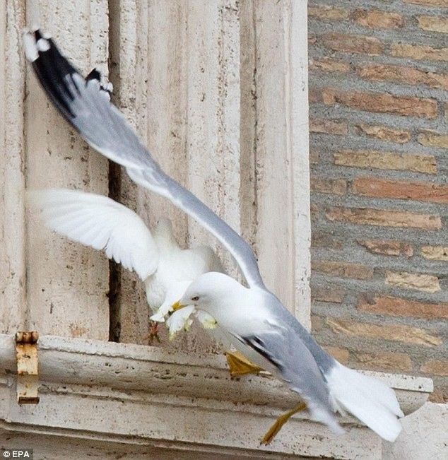 Папских голубей мира атаковали чайка и ворона Папских голубей мира атаковали чайка и ворона