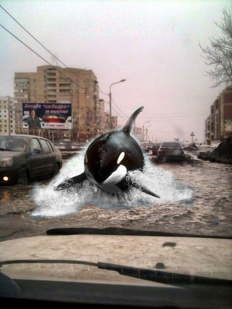 «Касатка на Ватутина» может побить популярность мема про омское метро «Касатка на Ватутина» может побить популярность мема про омское метро