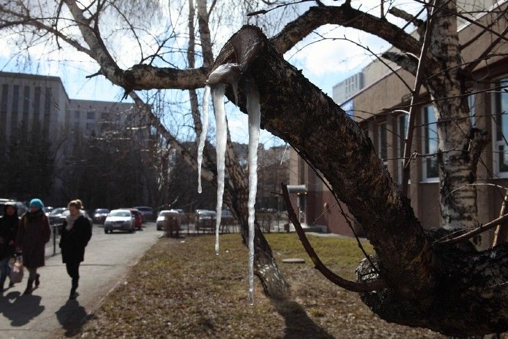Суровые омские сосульки из березового сока Суровые омские сосульки из березового сока