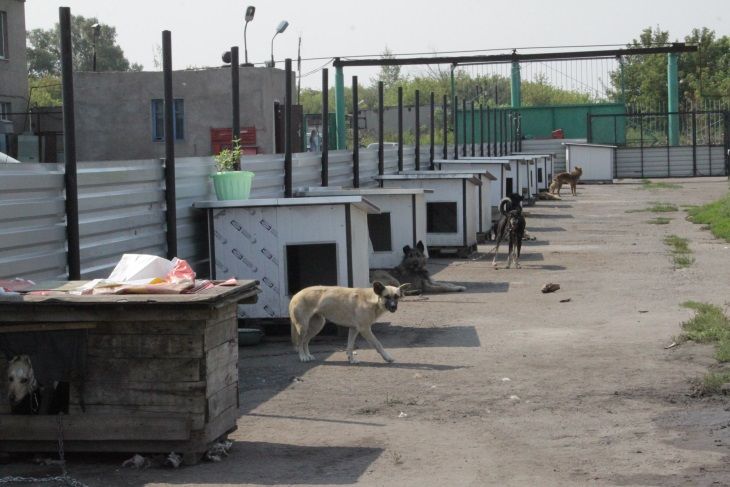 Питомцы приюта для бездомных животных «Друг» отметят новоселье в евробудках Питомцы приюта для бездомных животных «Друг» отметят новоселье в евробудках