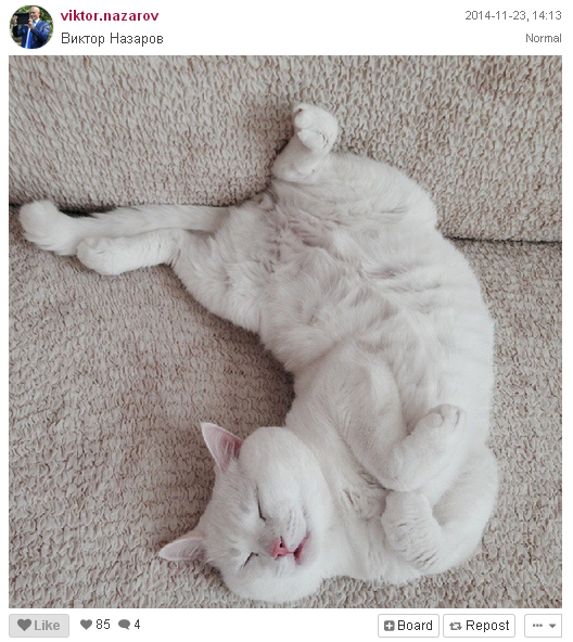 Омский губернатор Назаров запостил котиков в Instagram Омский губернатор Назаров запостил котиков в Instagram