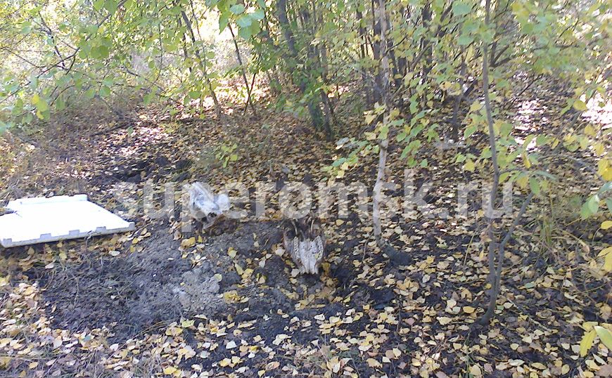 «Скотомогильники Гамбурга» могут погрести под собой главу омского Россельхознадзора Лаутеншлегера «Скотомогильники Гамбурга» могут погрести под собой главу омского Россельхознадзора Лаутеншлегера