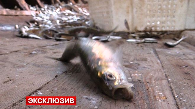 Рыбаки ДНР выходят в море под обстрелами, чтобы прокормить семьи (ФОТО, ВИДЕО) Рыбаки ДНР выходят в море под обстрелами, чтобы прокормить семьи (ФОТО, ВИДЕО)