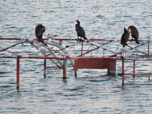 Омские студенты нашли в Казахстане исчезающих птиц