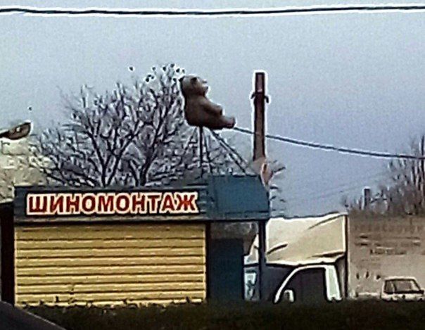 Омские автослесари применили к мишке инквизиторские пытки