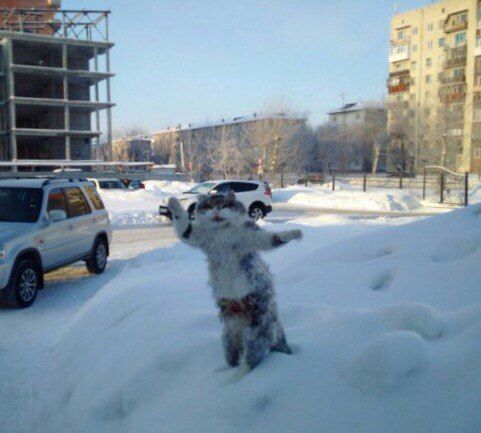 В Омске из мертвого кота сделали памятник зиме В Омске из мертвого кота сделали памятник зиме