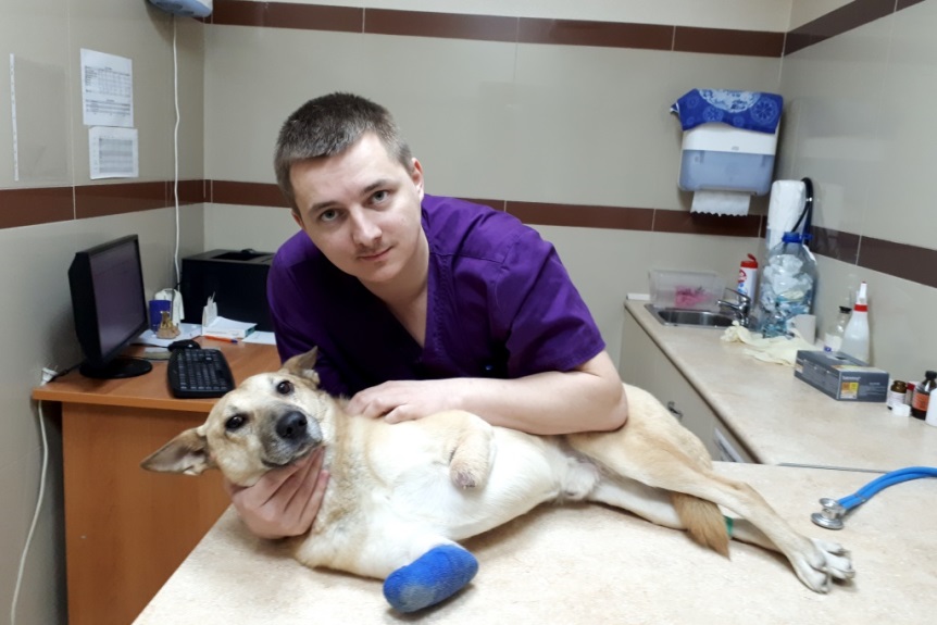 Омский пес с отрубленными лапами прошел обследование в Новосибирске Омский пес с отрубленными лапами прошел обследование в Новосибирске