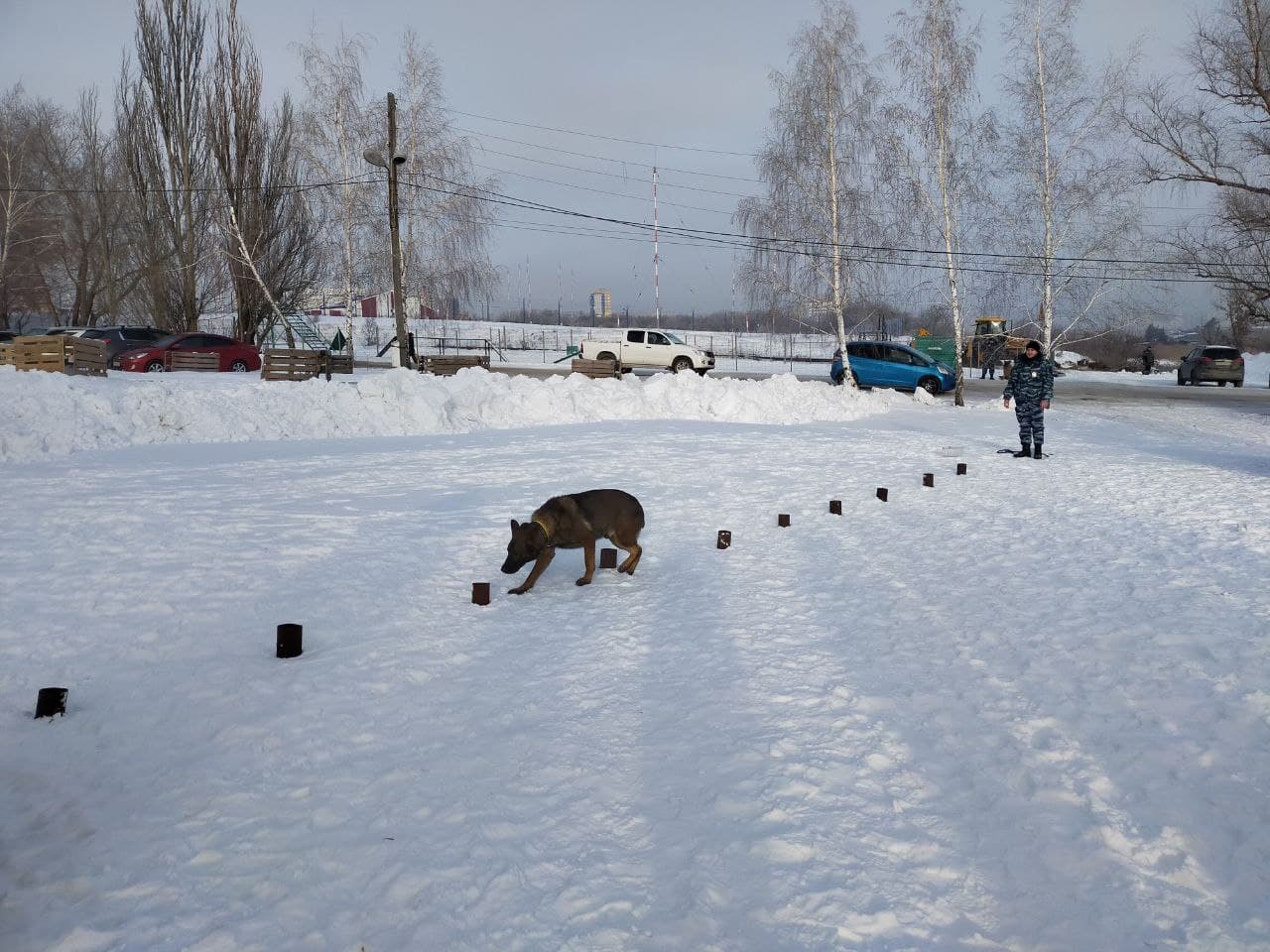 Омские служебные собаки в рамках «Студенческого десанта» показали, как ищут преступников и взрывчатку Омские служебные собаки в рамках «Студенческого десанта» показали, как ищут преступников и взрывчатку