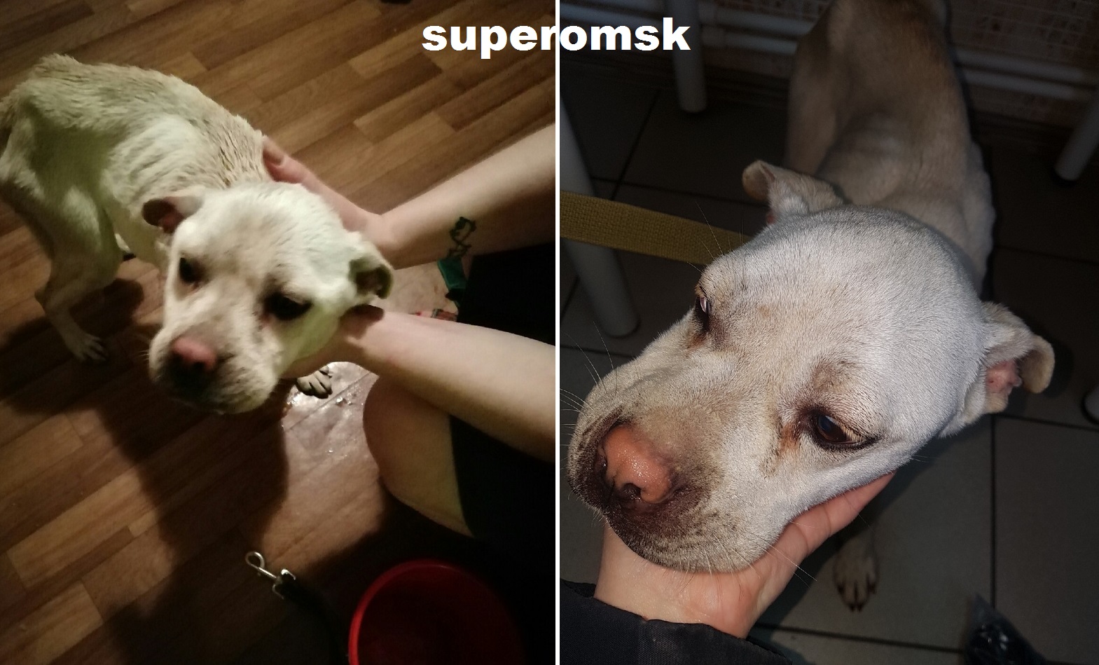 Собака Собака