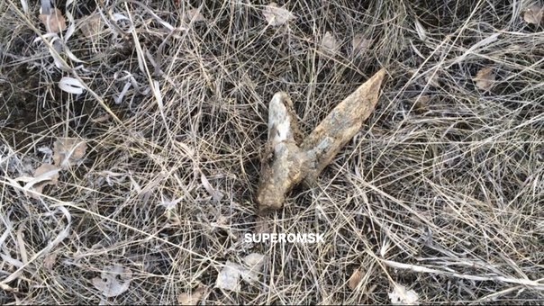 Под Омском сельчане растащили кости вымытого водой неизвестного существа Под Омском сельчане растащили кости вымытого водой неизвестного существа