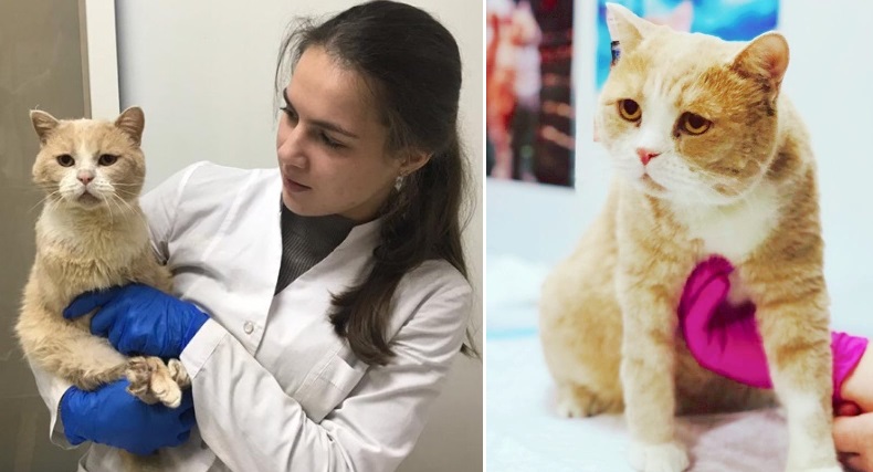 Кот Кот