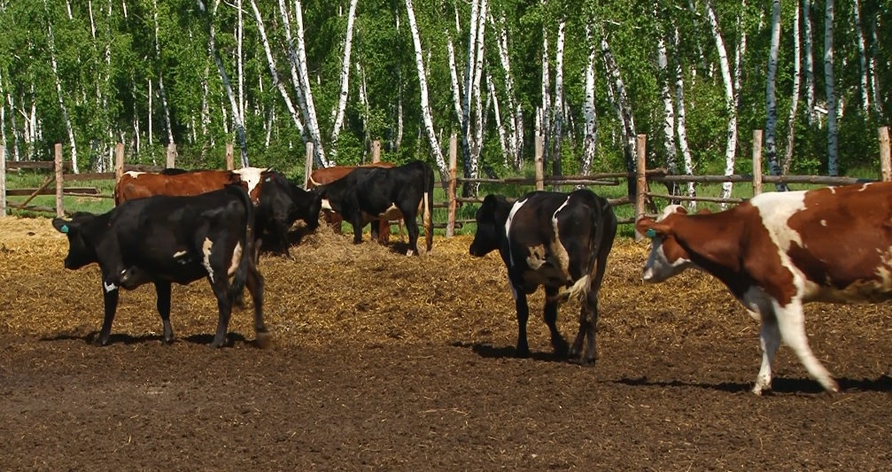 Коровы Коровы