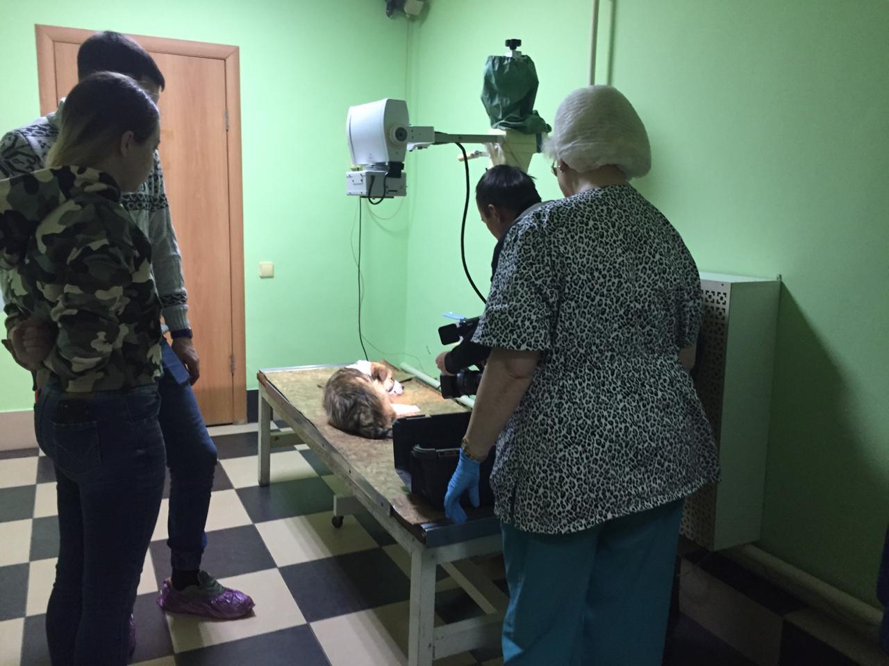 Появились видео и подробности спасения собаки, застрявшей в трубе в Старом Кировске Омска Появились видео и подробности спасения собаки, застрявшей в трубе в Старом Кировске Омска