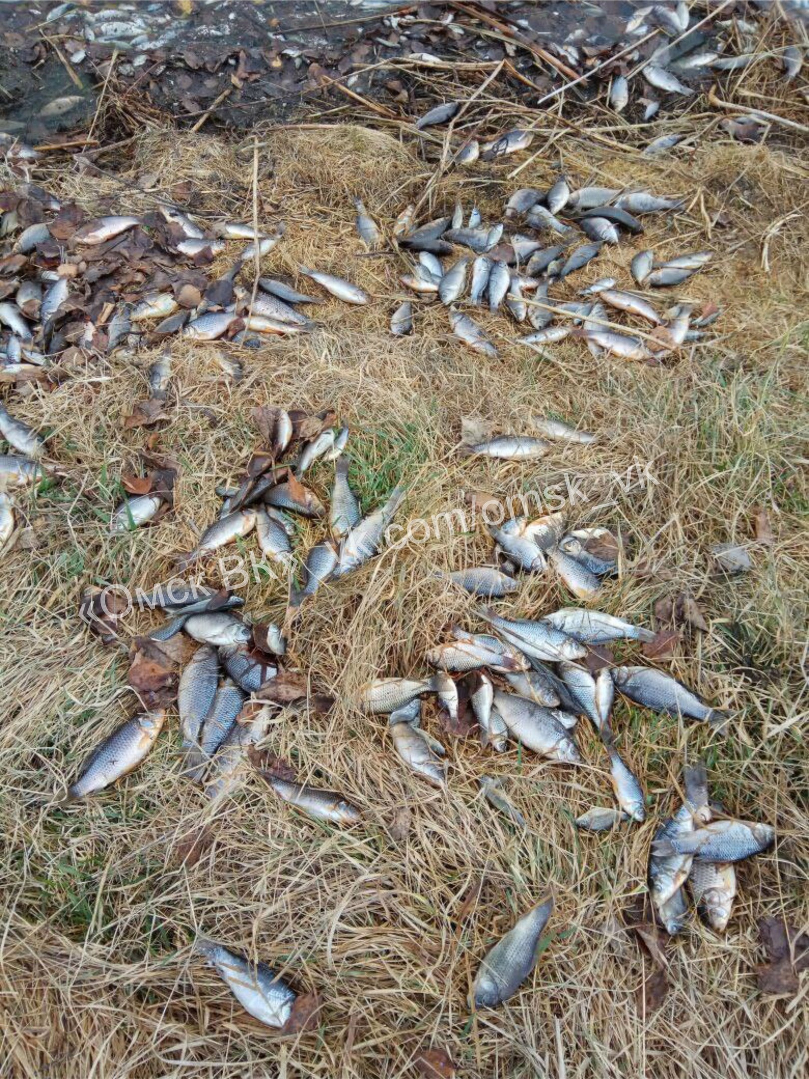 В водоеме под Омском из-под растаявшего льда всплыли сотни мертвых карасей
