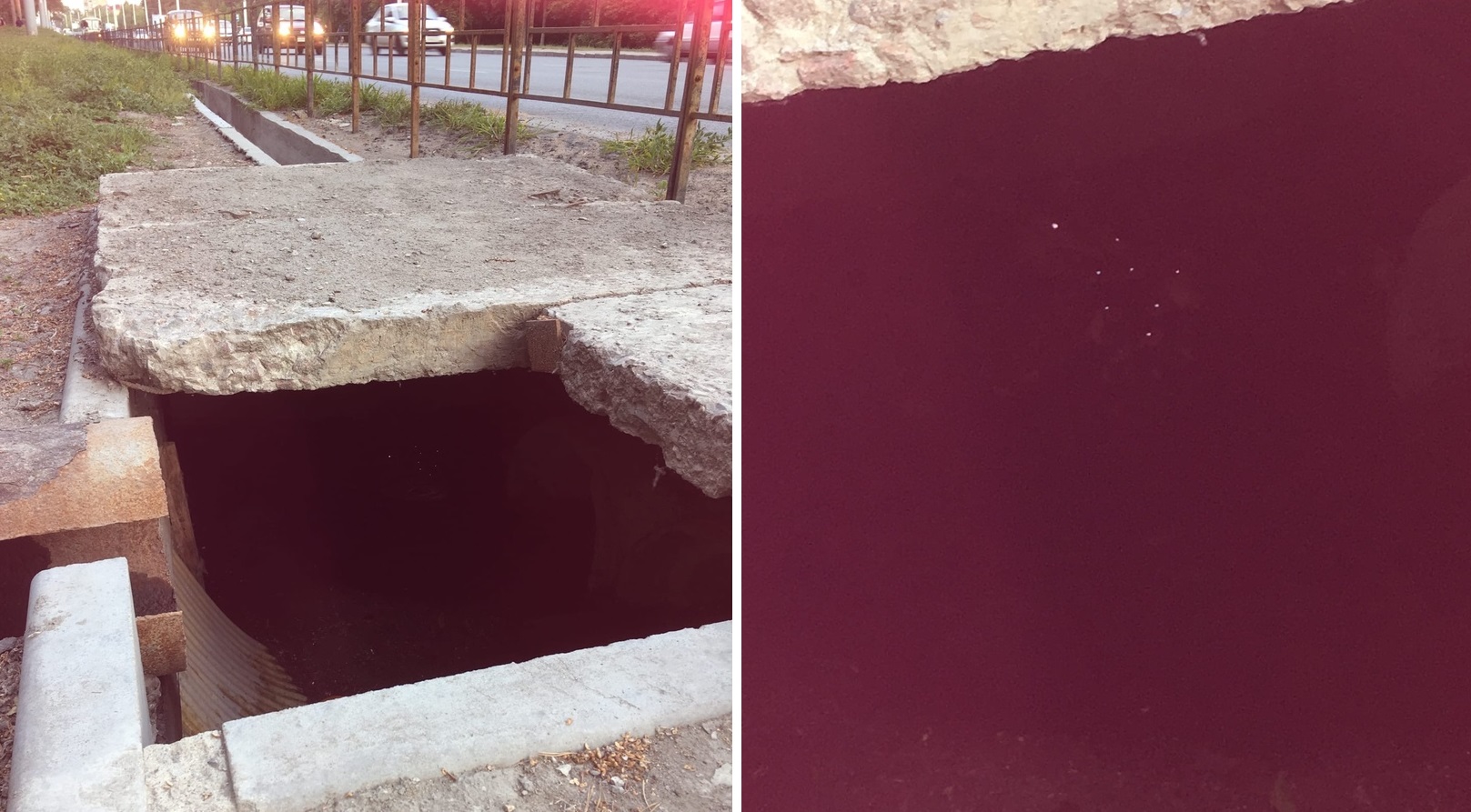 Осиротевшие утята попали в беду, но выбрались и обрели новую мать благодаря омичам Осиротевшие утята попали в беду, но выбрались и обрели новую мать благодаря омичам