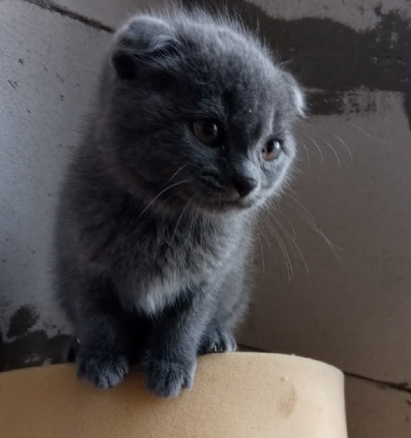 Крошечный котенок умудрился выжить в одиночестве в глухом лесу в Омской области Крошечный котенок умудрился выжить в одиночестве в глухом лесу в Омской области