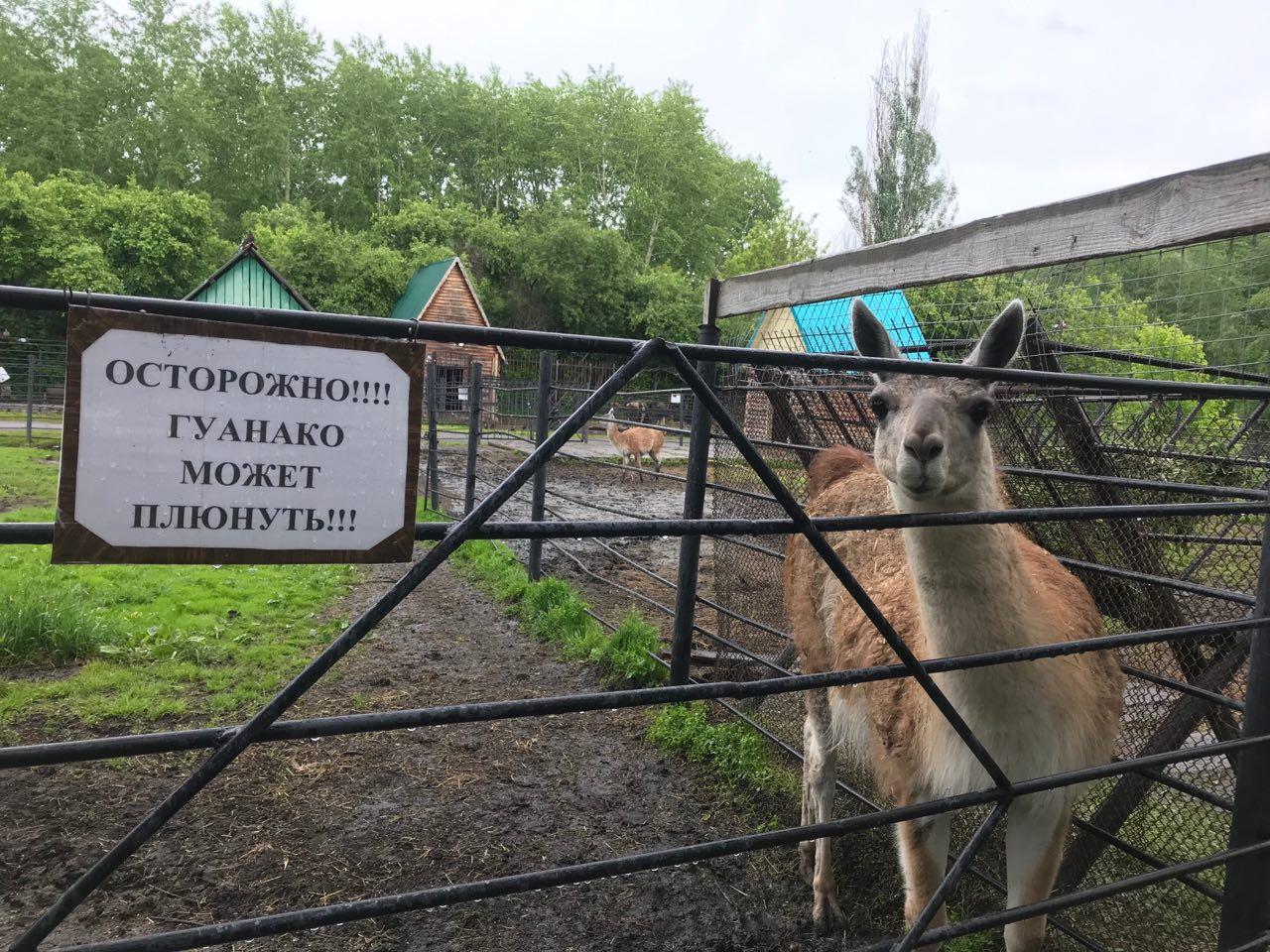 Гуанако Мишель из алчности перестал плеваться на омичей, но потребовался подкуп
