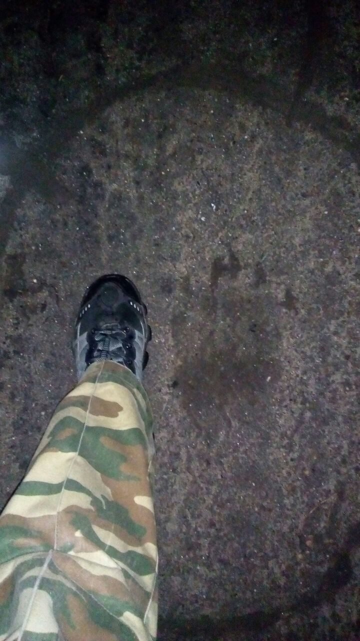 Двухметрового медведя, гуляющего по городу в Приморье, ловят патрули ДПС Двухметрового медведя, гуляющего по городу в Приморье, ловят патрули ДПС