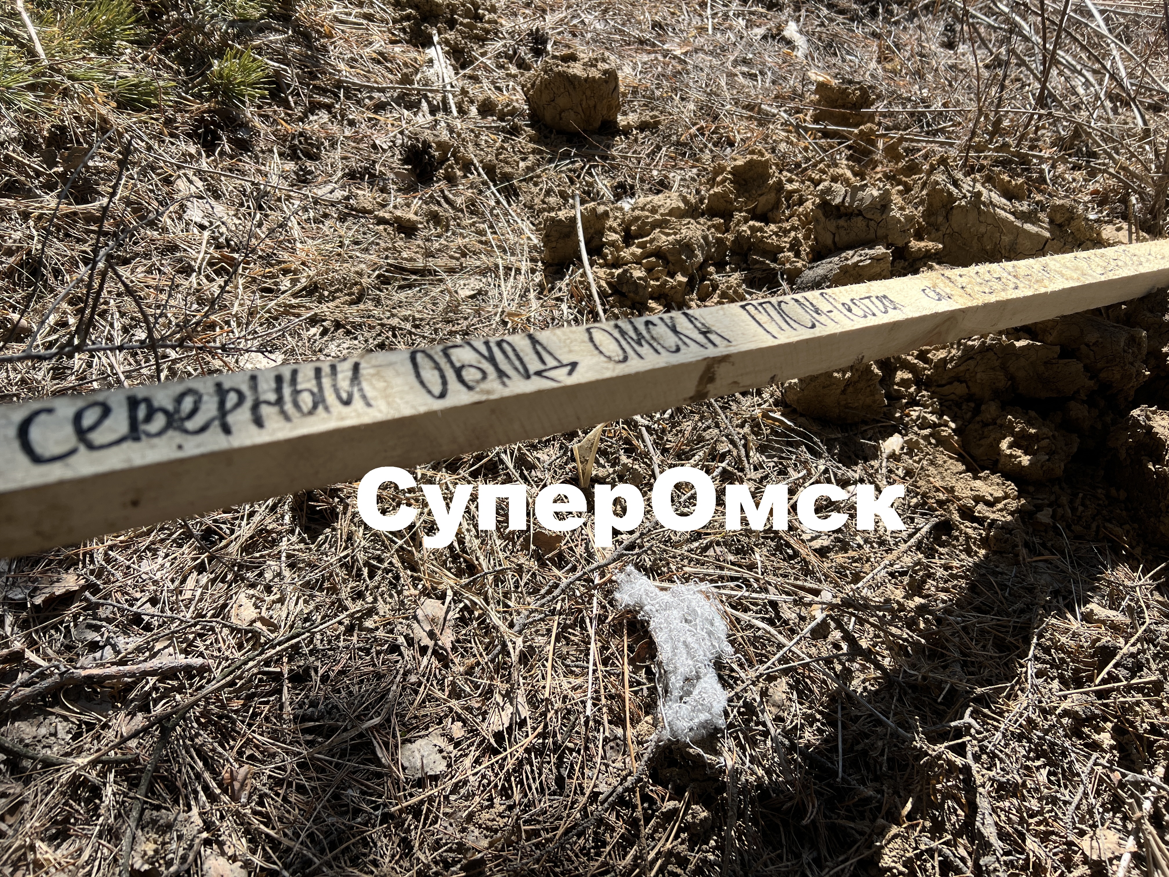 Леса омского дендропарка уже разметили под Северный обход Леса омского дендропарка уже разметили под Северный обход