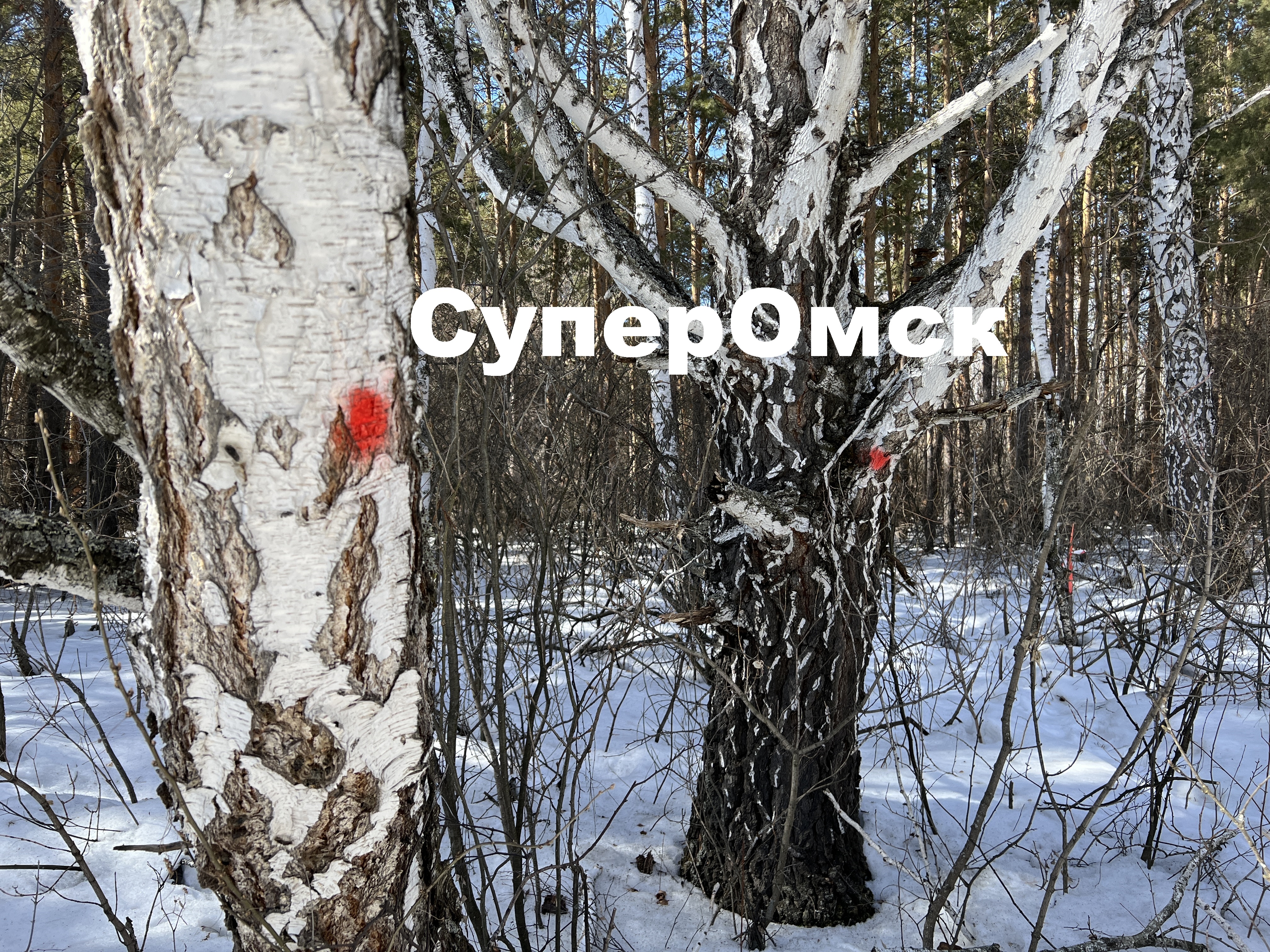 Леса омского дендропарка уже разметили под Северный обход Леса омского дендропарка уже разметили под Северный обход