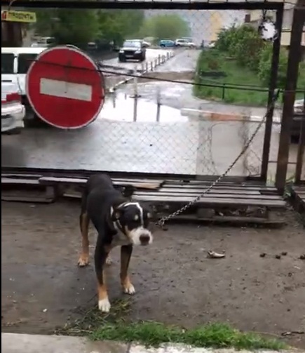 Пес