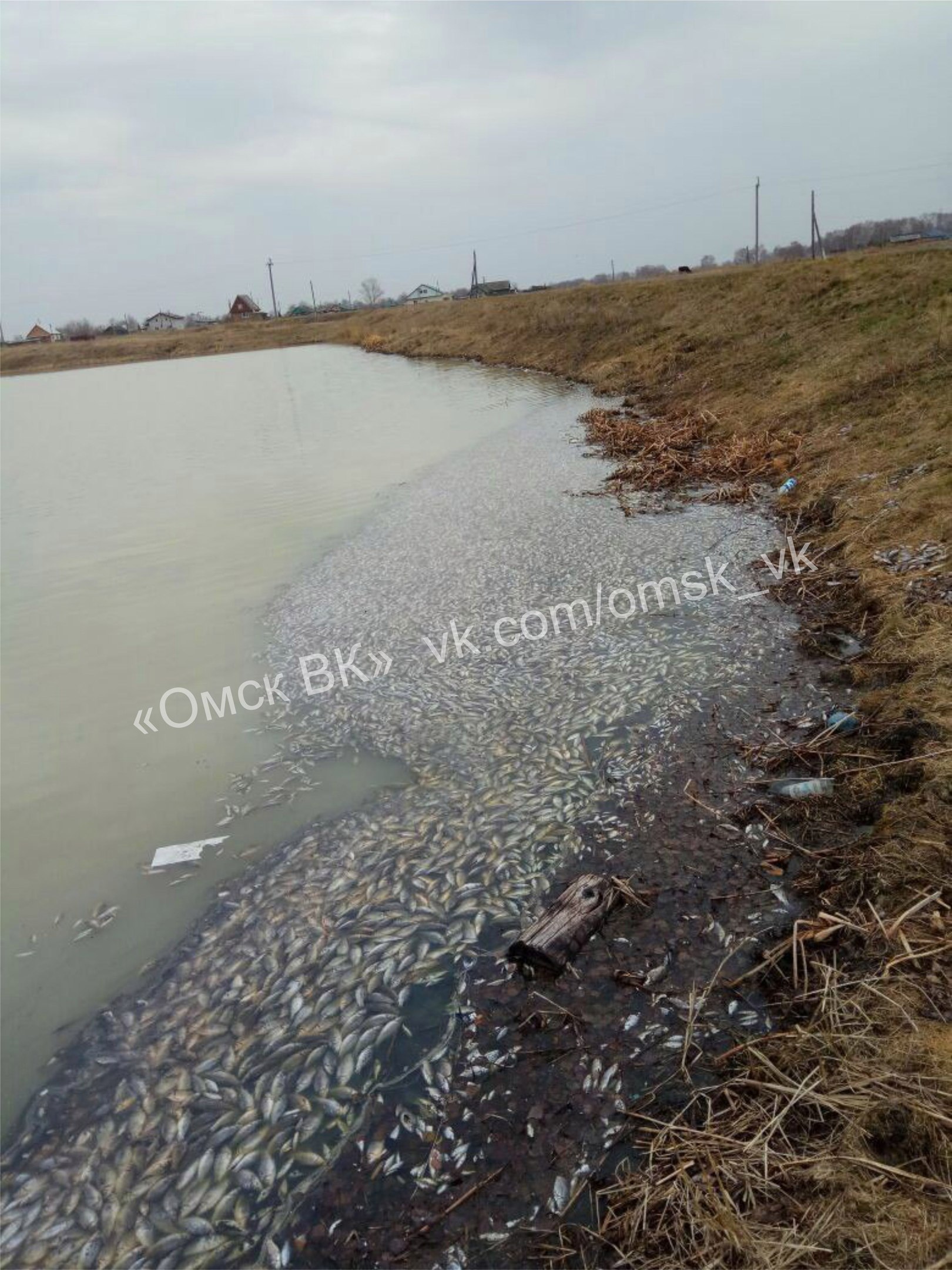 В водоеме под Омском из-под растаявшего льда всплыли сотни мертвых карасей